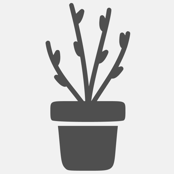 саженец (горшок 0,8 л)