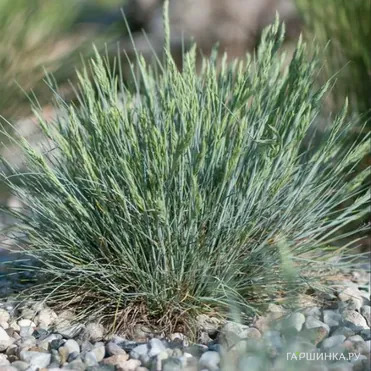 Овсяница Глауканта валийская