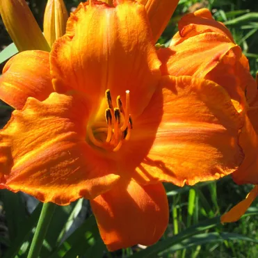 Лилейник Мауна Лоа