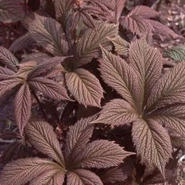 Роджерсия Шоколате Вингс перистая