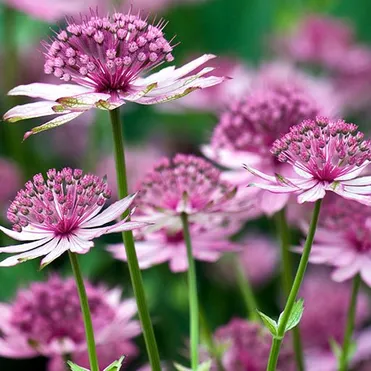 Астранция Розеа крупная