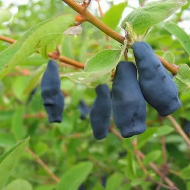 Жимолость Фиалка крупноплодная урожайная зимостойкая