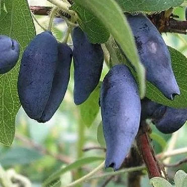 Жимолость Камчатская