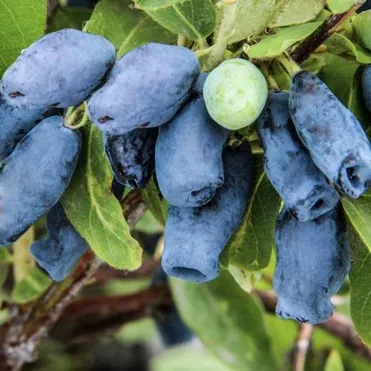 Жимолость Томичка