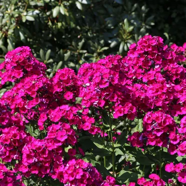 Флокс Рейвинг Бьюти метельчатый