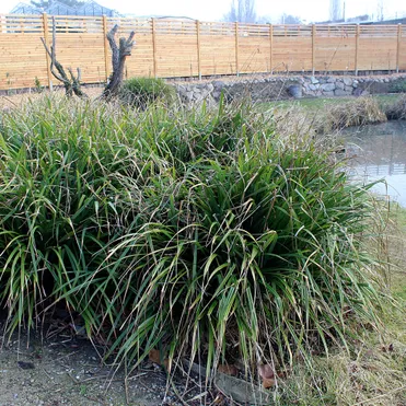 Осока висячая