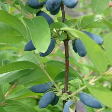 Жимолость Синяя птица