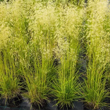 Луговик (Щучка) Бронзешляйер