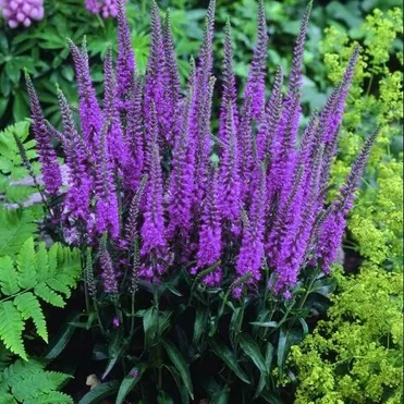 Вероника Эвелине