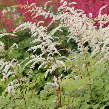 Астильба Тунберга Профессор ван ден Вилен