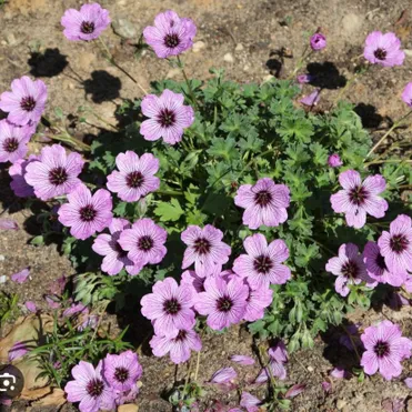 Герань садовая Лоуренс Флэтмен