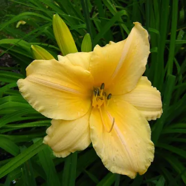 Лилейник Леди Синтия