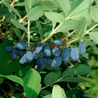 Жимолость Авача