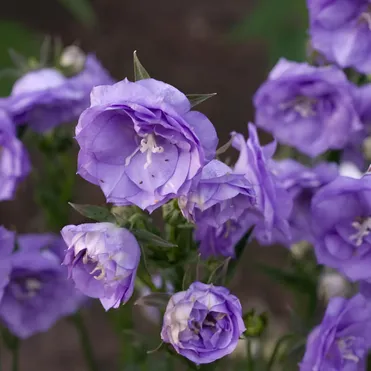 Колокольчик персиколистный Ля Белль Блю