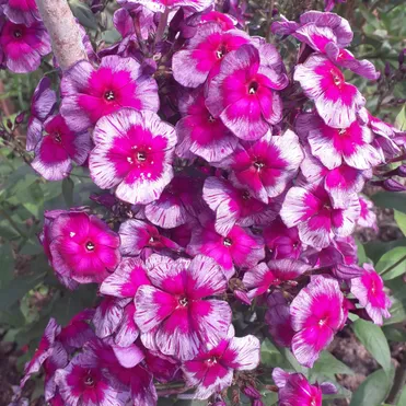 Флокс Дракон