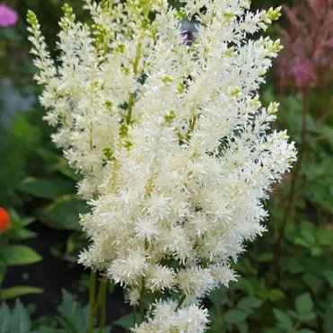 Астильба Арендса Диамант