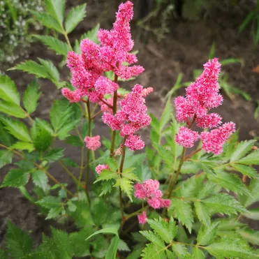 Астильба японская Кельн