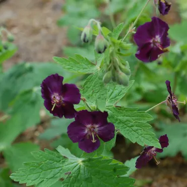 Герань Ревен темная