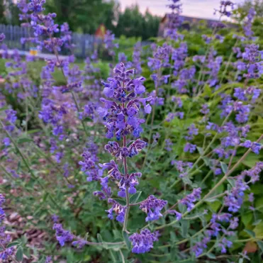 Котовник Фассена Уолкерс Лоу