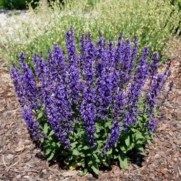 Шалфей (сальвия) дубравный Мерло Блю
