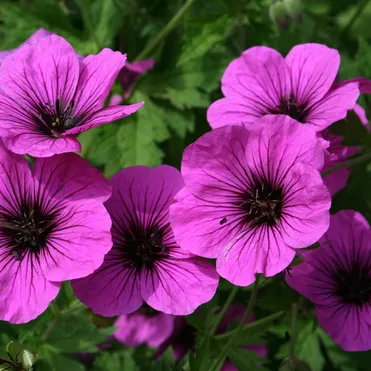 Герань Литл Дэвид