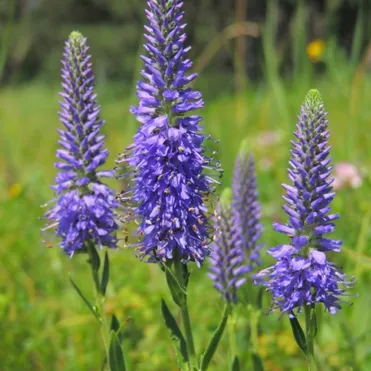 Вероника седая