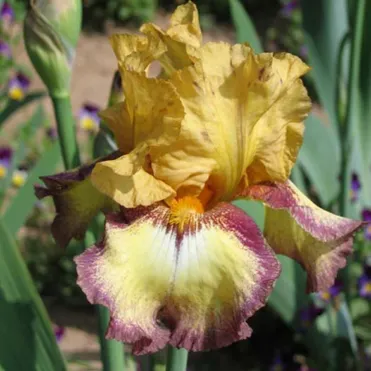 Ирис бородатый Бульвинкл