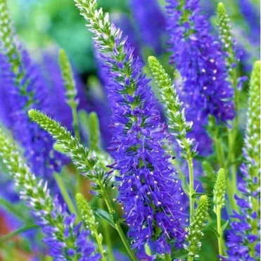 Вероника колосковая Нана Блаутеппич