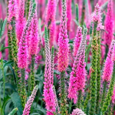 Вероника колосковая Анниверсари Нью Роуз