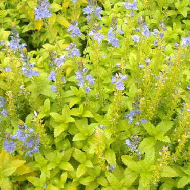 Вероника простертая Ацтек Голд