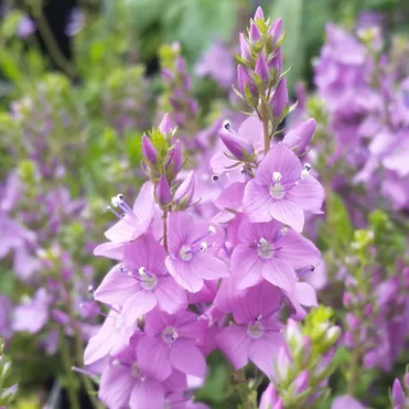 Вероника простертая Миссис Холт