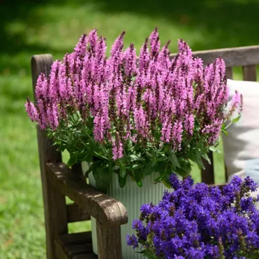 Шалфей (Сальвия) дубравный Пинк Небула