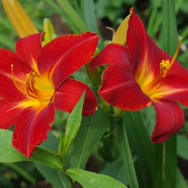 Лилейник Анзак