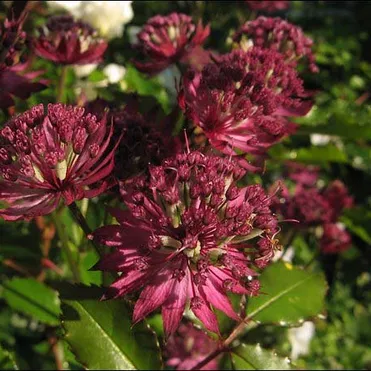 Астранция крупная