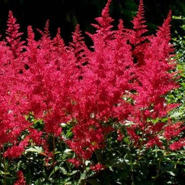 Астильба Арендса Бургунди Ред