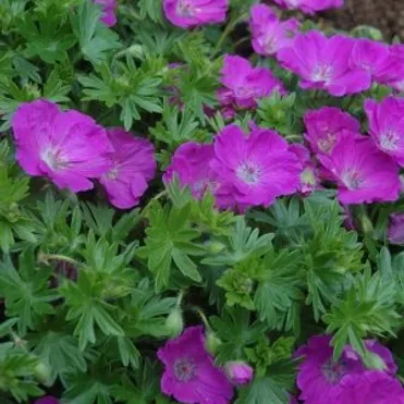 Герань садовая Макс Фрай
