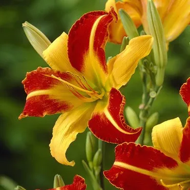 Лилейник Франс Халс