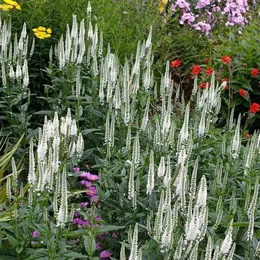 Вероника длиннолистная Антарктика