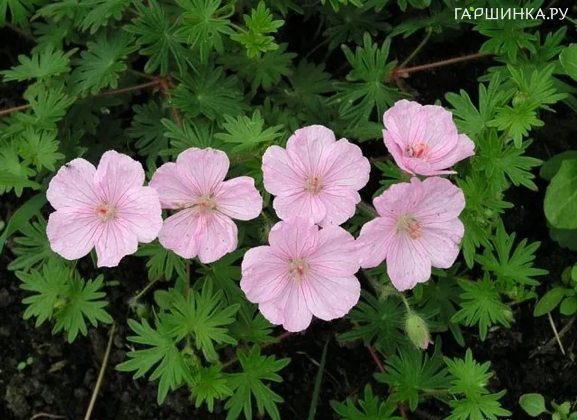 Герань садовая Стриатум