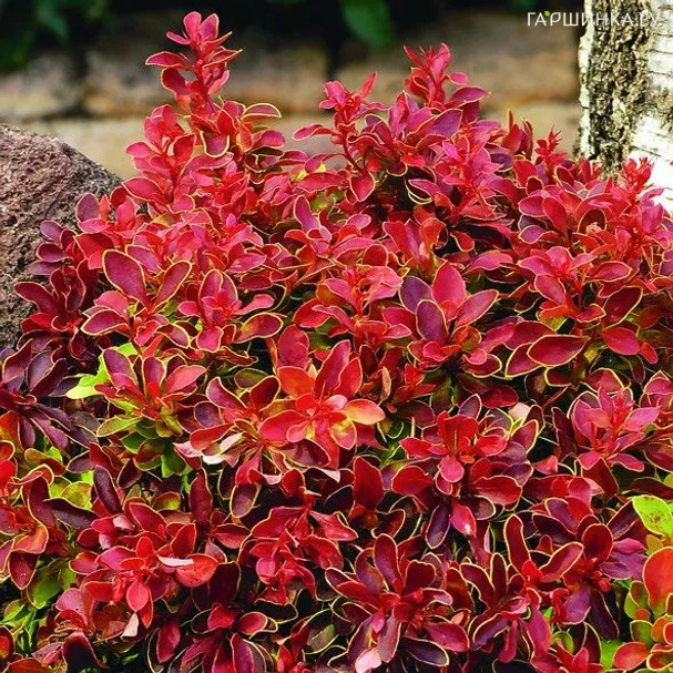 Барбарис Тунберга Адмирейшн