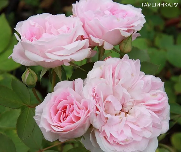 Роза Морден Блаш канадская парковая (лиц)