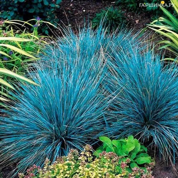 Овсяница сизая