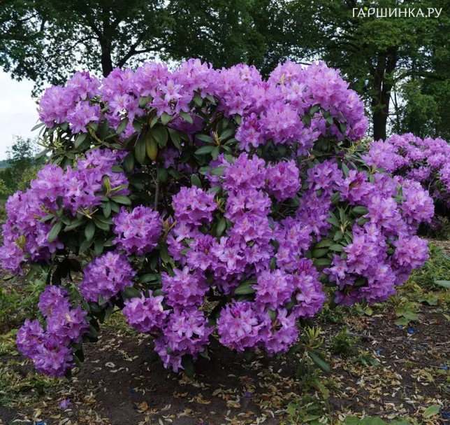 Рододендрон гибридный Катевбинский Грандифлорум