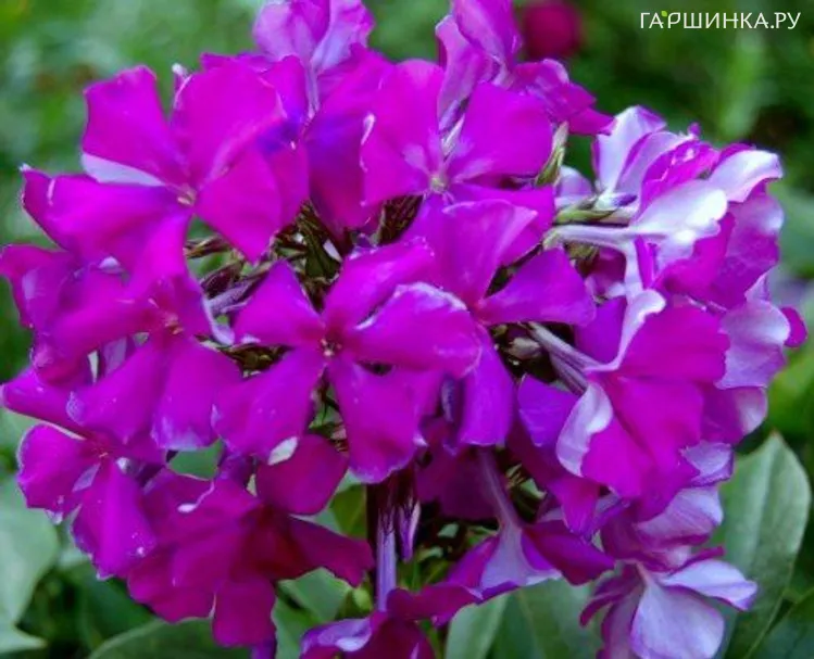 Флокс Шансон