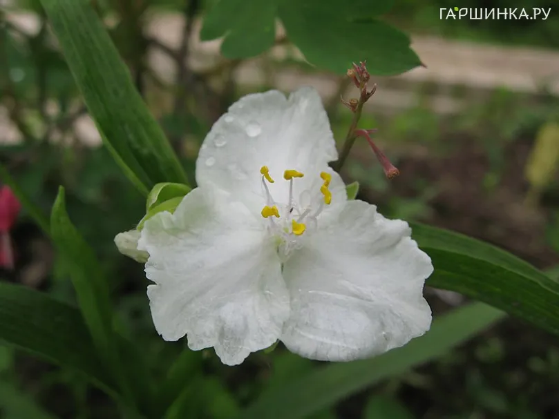 Традесканция Инносенс