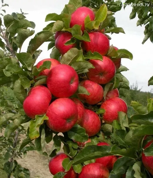 Яблоня Поэзия колоновидная