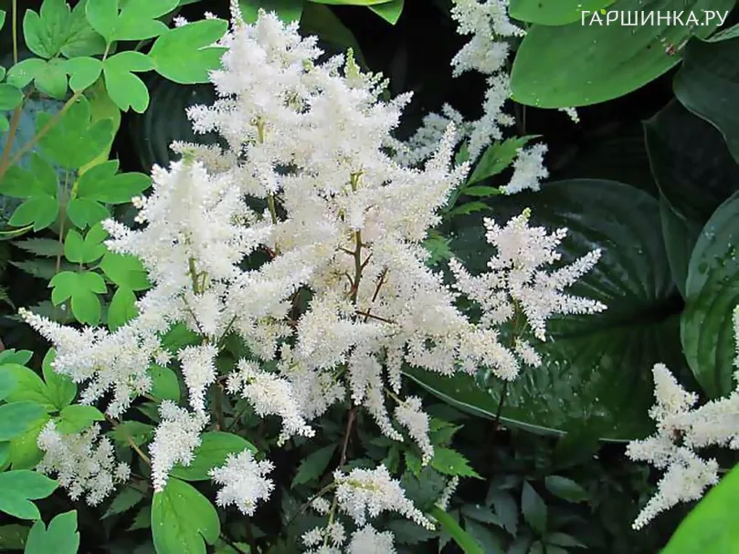 Астильба Арендса Бумальда