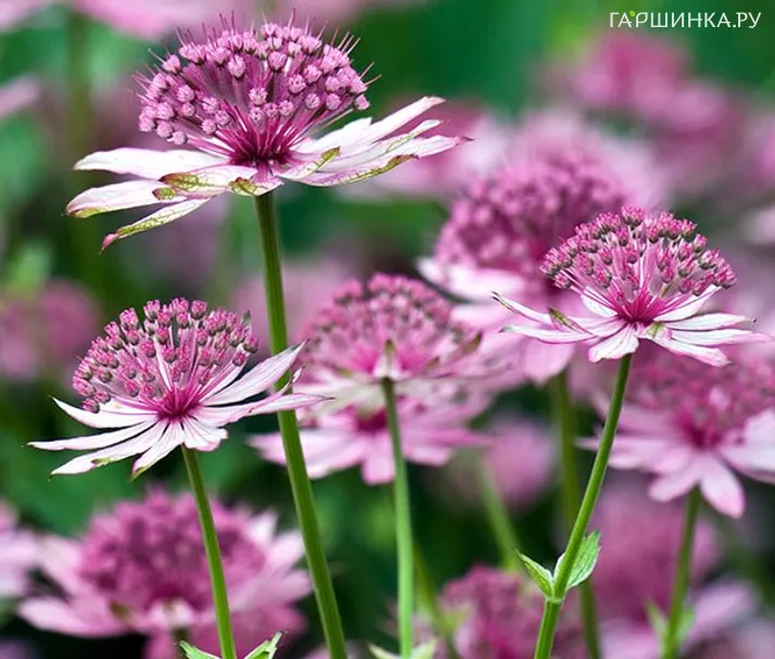 Астранция Розеа крупная