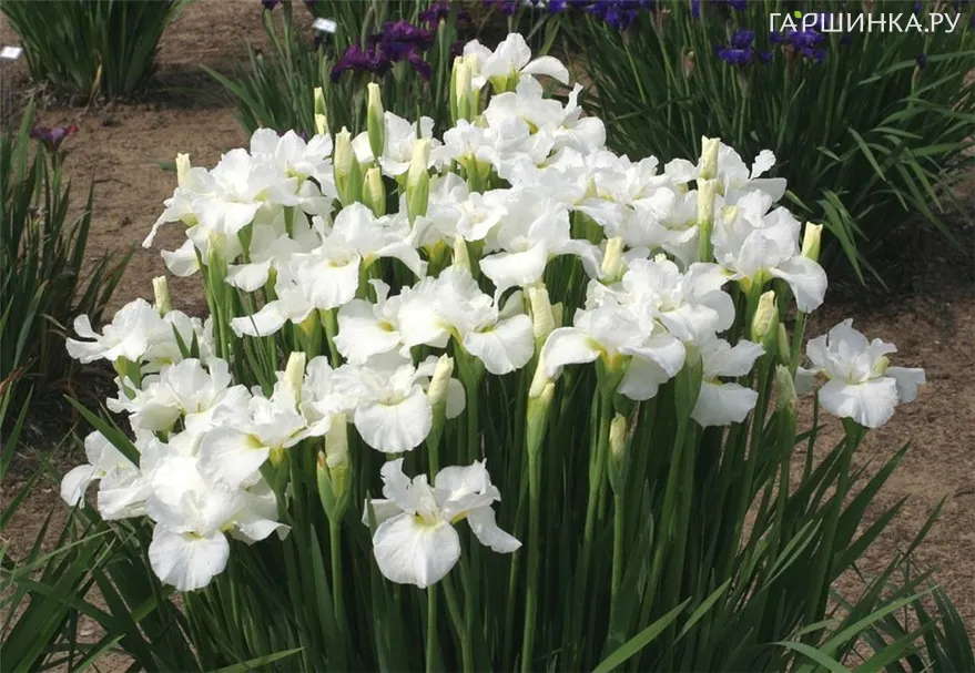 Ирис сибирский Суон ин Флайт