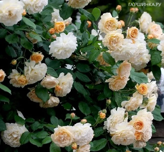 Роза Бафф Бьюти, Гийо (лиц)